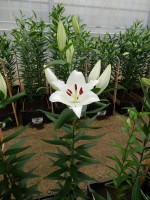 [4369 Queensland DJ No101.JPG]